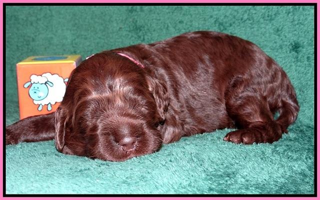 Liza Trace pups 2 wks old 21
