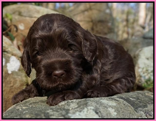 Liza Trace pups 3 wks old 11