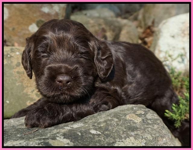 Liza Trace pups 3 wks old 31