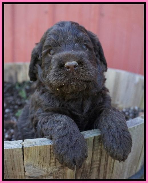 Liza Trace pups 4 wks old 31