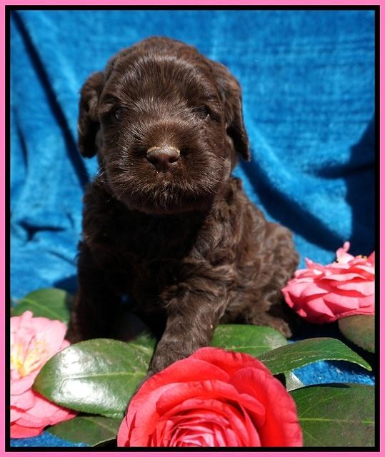 Liza Trace pups 4 wks old 51