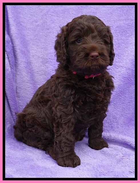 Liza Trace pups 6 wks old 21