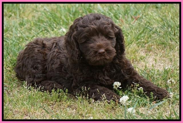 Liza Trace pups 7 wks old 31
