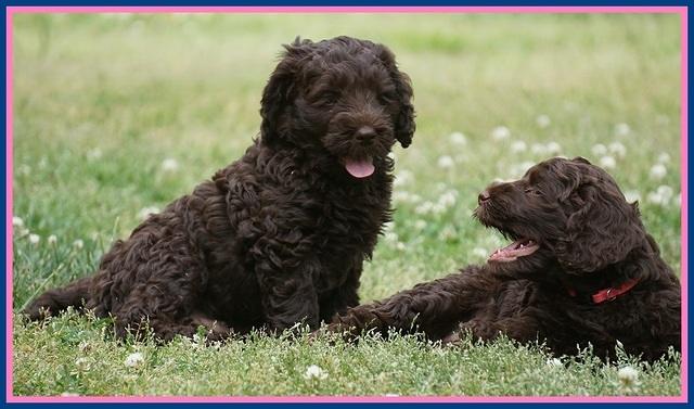 Liza Trace pups 7 wks old 41