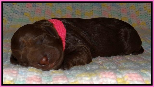 Liza Trace pups new born 11