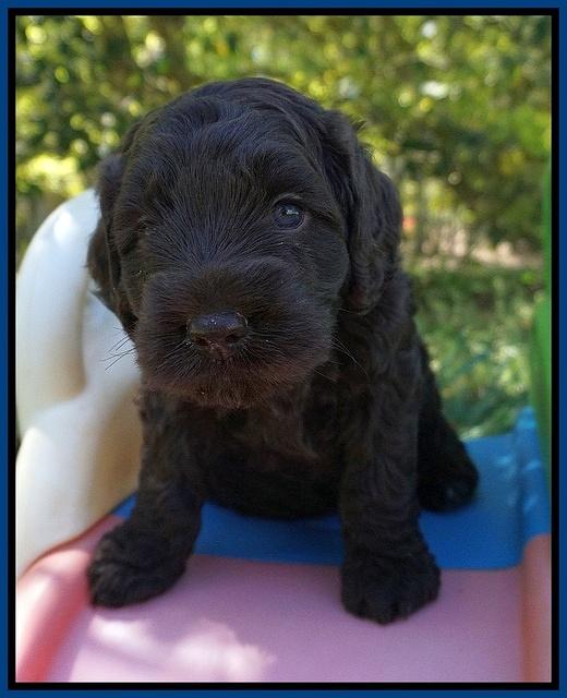 Liza TRAce pups 5 wks old 41