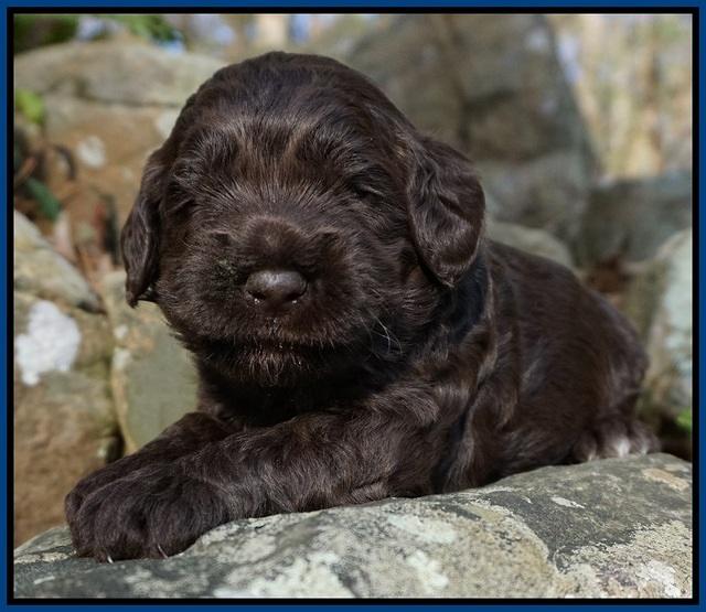Liza Trace pups 3 wks old 61
