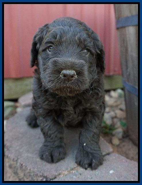 Liza Trace pups 4 wks old 61