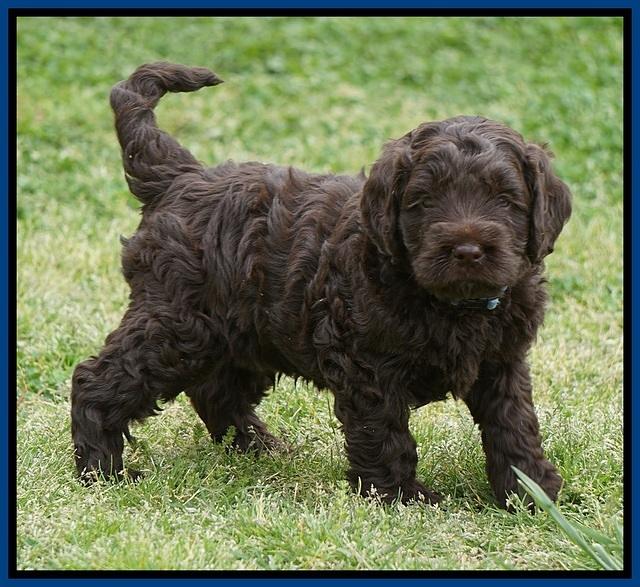 Liza Trace pups 5 wks old 4200