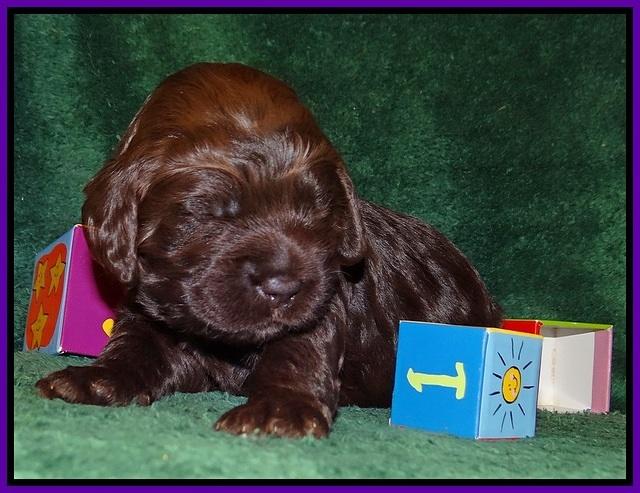 Liza Trace pups 2 wks old 71
