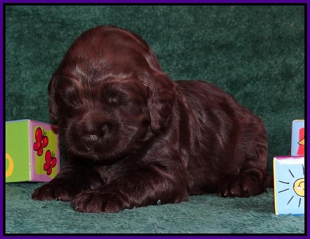 Liza Trace pups 2 wks old 91