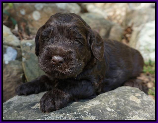 Liza Trace pups 3 wks old 82
