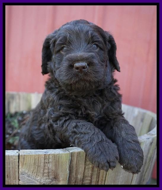 Liza Trace pups 4 wks old 101