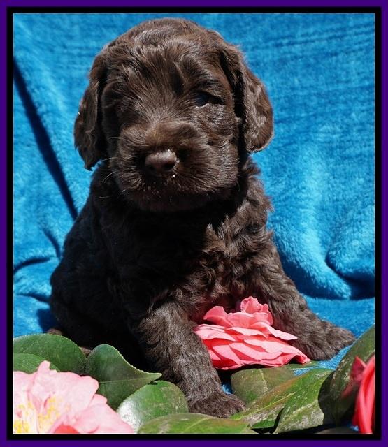 Liza Trace pups 4 wks old 121