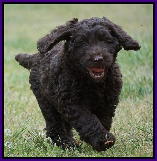 Liza Trace pups 7 wks old 131