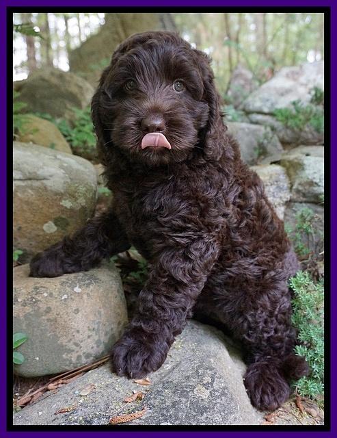 Liza Trace pups 8 wks old 61