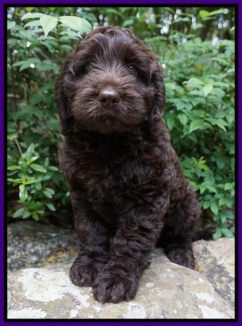 Liza Trace pups 8 wks old 71