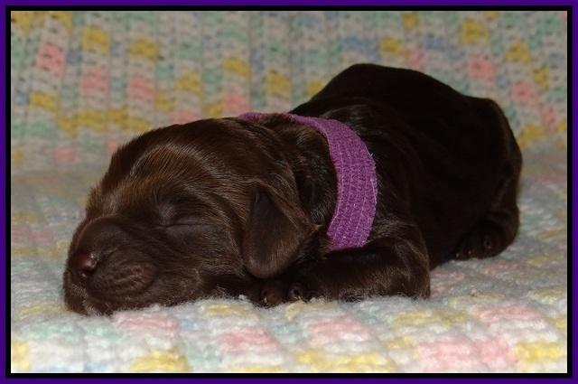 Liza Trace pups new born 51