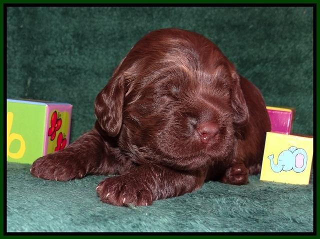 Liza Trace pups 2 wks old 111