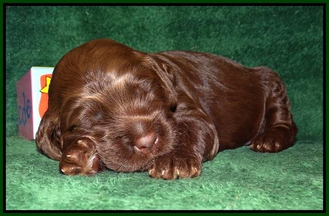 Liza Trace pups 2 wks old 121