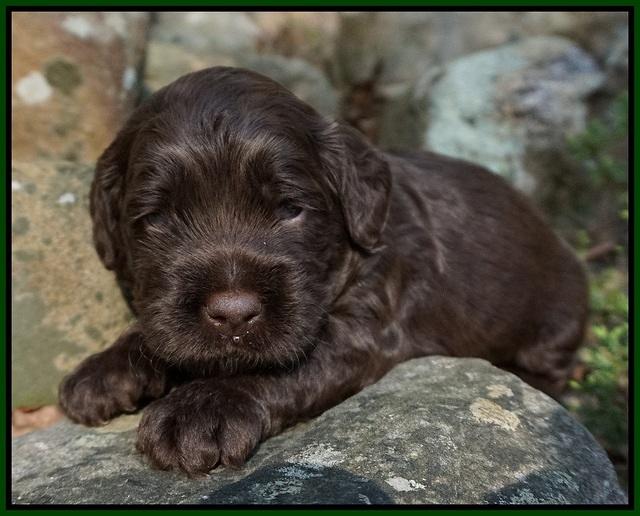 Liza Trace pups 3 wks old 102