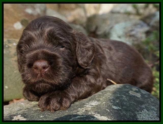 Liza Trace pups 3 wks old 92