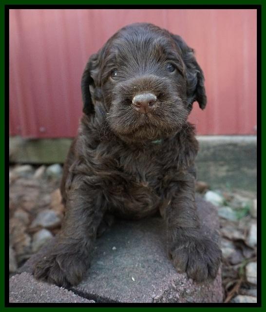 Liza Trace pups 4 wks old 171