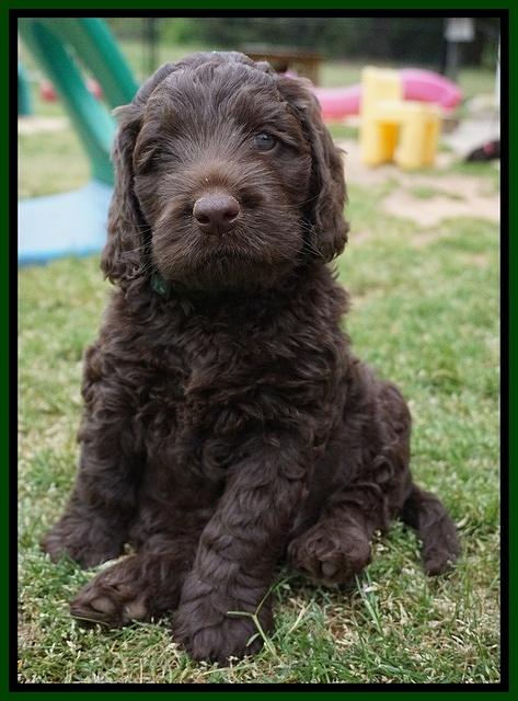 Liza Trace pups 6 wks old 111