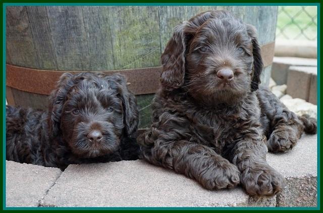 Liza Trace pups 6 wks old 131