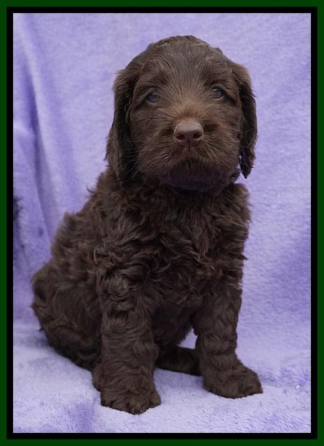 Liza Trace pups 6 wks old 91