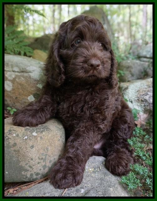Liza Trace pups 8 wks old 101