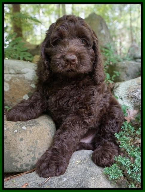 Liza Trace pups 8 wks old 111