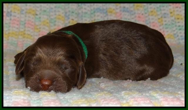 Liza Trace pups new born 71