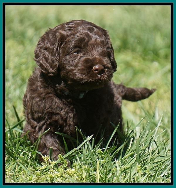 Liza TRAce pups 5 wks old 211