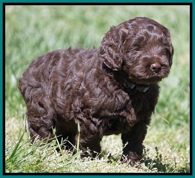 Liza TRAce pups 5 wks old 221