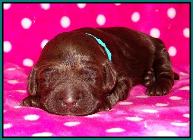 Liza Trace pups 1 wk old 111