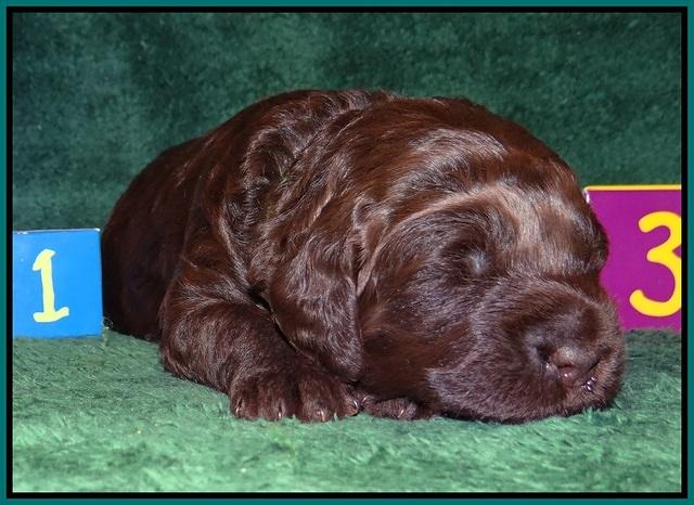 Liza Trace pups 2 wks old 151