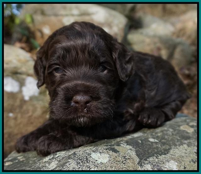 Liza Trace pups 3 wks old 132