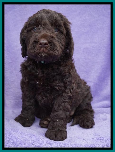 Liza Trace pups 6 wks old 151