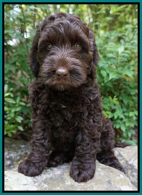 Liza Trace pups 8 wks old 11