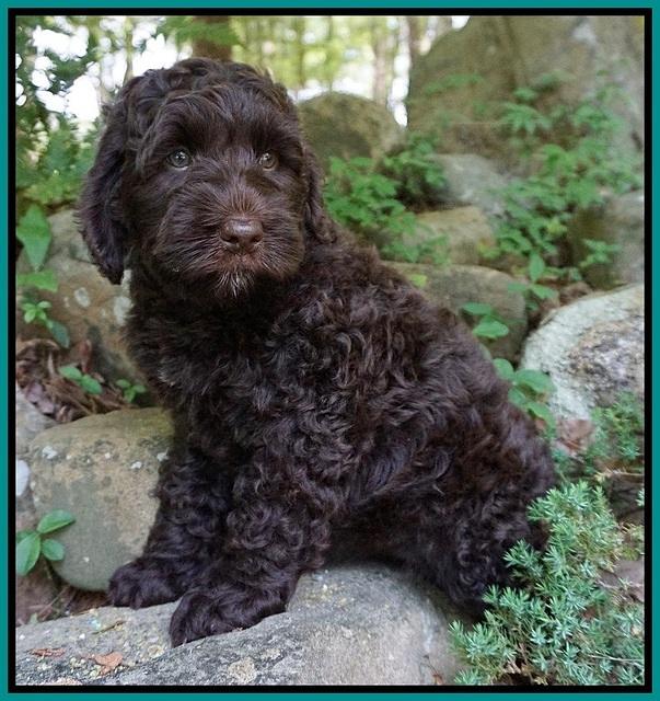 Liza Trace pups 8 wks old 51