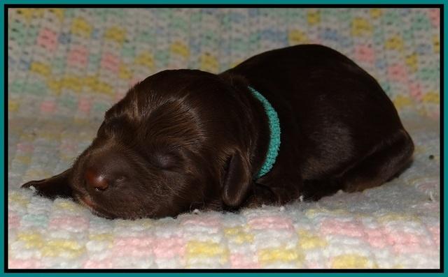 Liza Trace pups new born 101