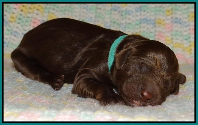 Liza Trace pups new born 91