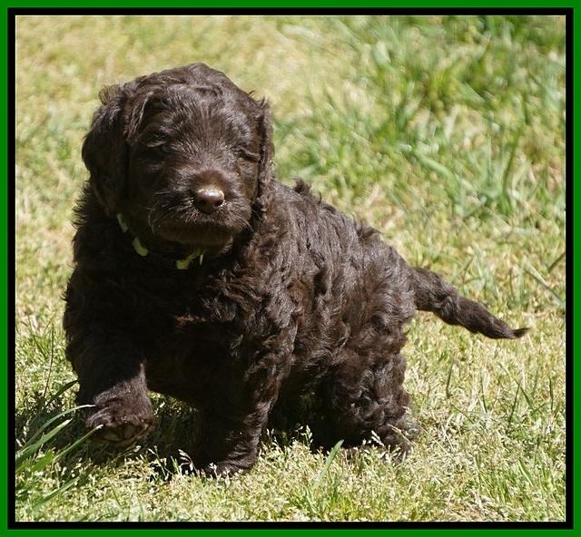 Liza TRAce pups 5 wks old 161