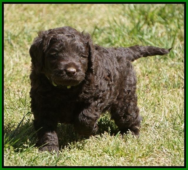 Liza TRAce pups 5 wks old 171