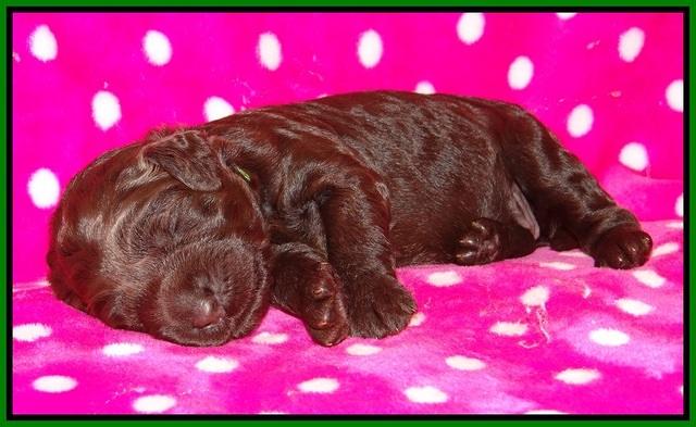 Liza Trace pups 1 wk old 171