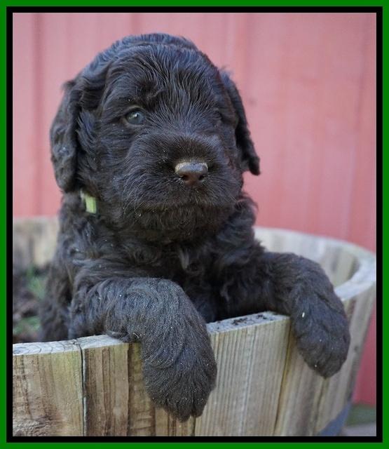 Liza Trace pups 4 wks old 231
