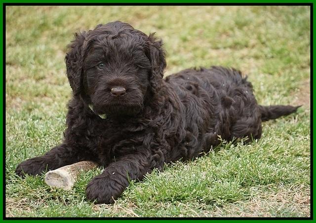 Liza Trace pups 5 wks old 20200