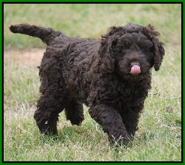 Liza Trace pups 7 wks old 271