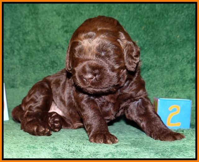 Liza Trace pups 2 wks old 271